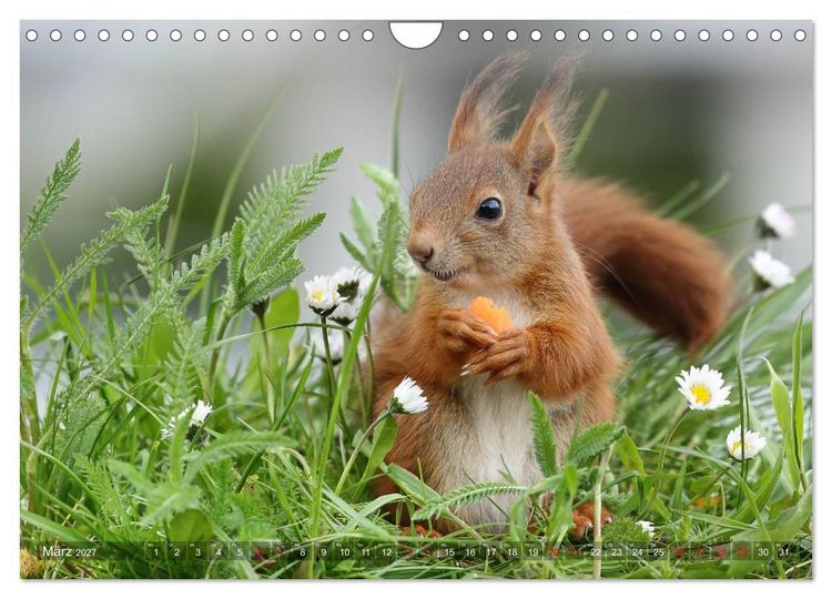 Produktbild: Eichh&ouml;rnchen Luna und ihre Kinder (Wandkalender 2027 DIN A4 quer), CALVENDO Monatskalender