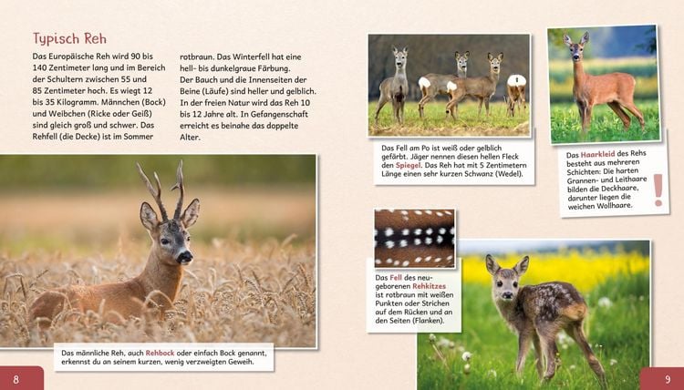Produktbild: Meine gro&szlig;e Tierbibliothek: Das Reh