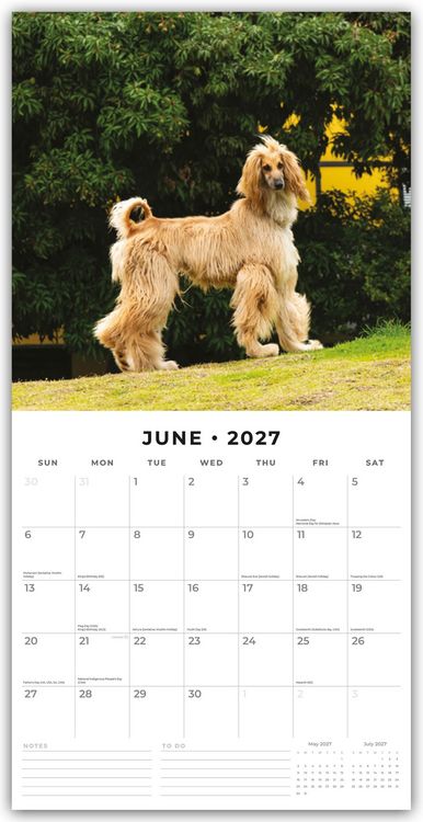 Produktbild: Afghans &ndash; Afghanischer Windhund 2027 &ndash; 16-Monatskalender
