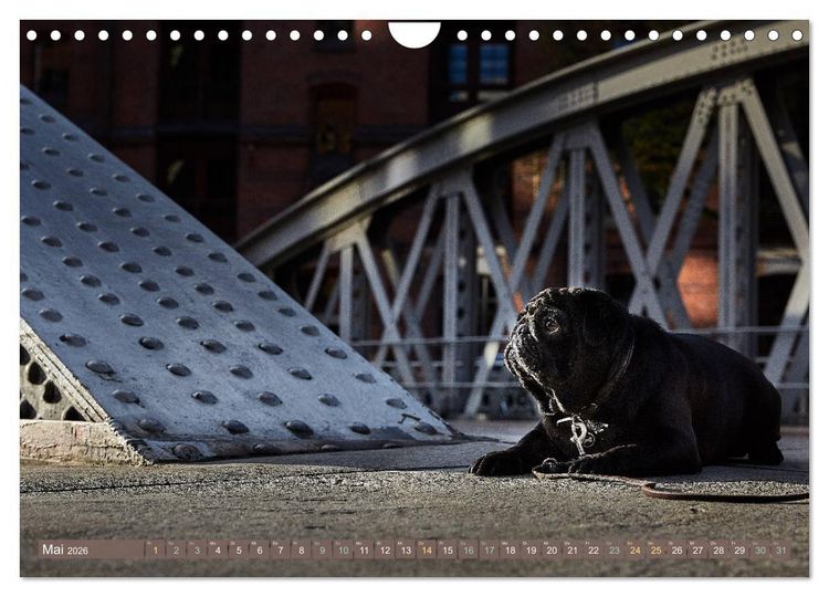 Produktbild: Hamburg - Stadt der M&ouml;pse (Wandkalender 2026 DIN A4 quer), CALVENDO Monatskalender