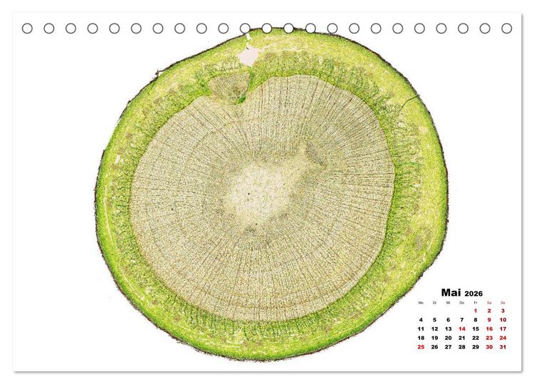 Produktbild: Pflanzen unter dem Mikroskop (Tischkalender 2026 DIN A5 quer), CALVENDO Monatskalender