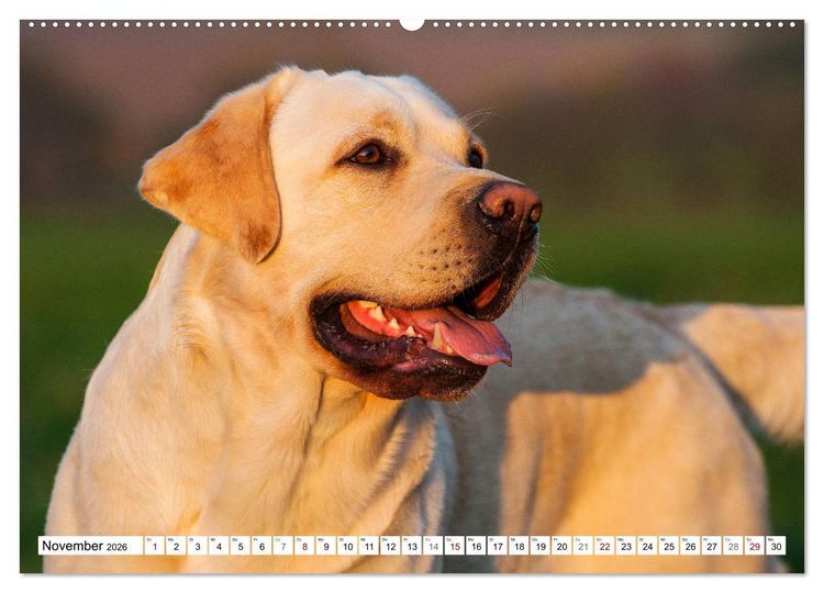 Produktbild: Freund auf 4 Pfoten - Labrador Retriever (Wandkalender 2026 DIN A2 quer), CALVENDO Monatskalender