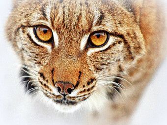 Produktbild: CALVENDO Puzzle Luchs | 1000 Teile Lege-Gr&ouml;&szlig;e 64x48cm Foto-Puzzle f&uuml;r gl&uuml;ckliche Stunden