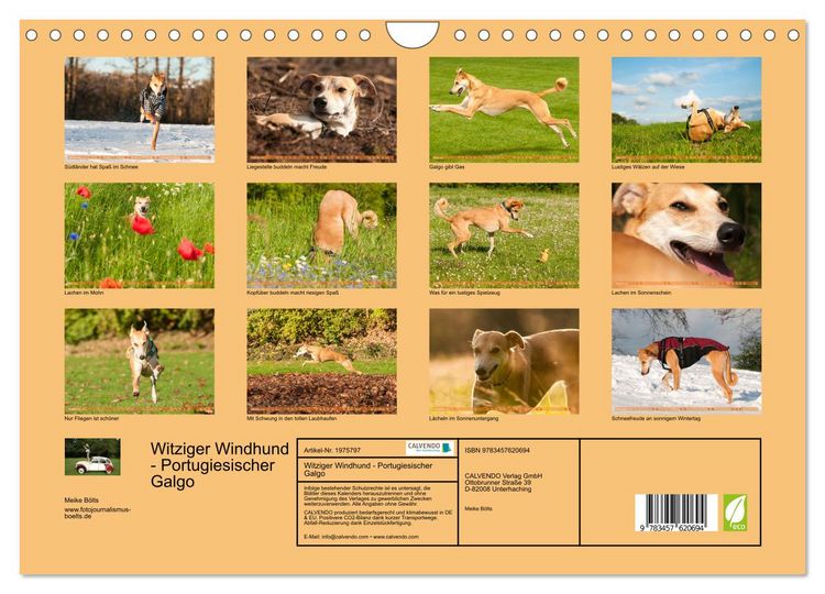 Produktbild: Witziger Windhund - Portugiesischer Galgo (Wandkalender 2026 DIN A4 quer), CALVENDO Monatskalender