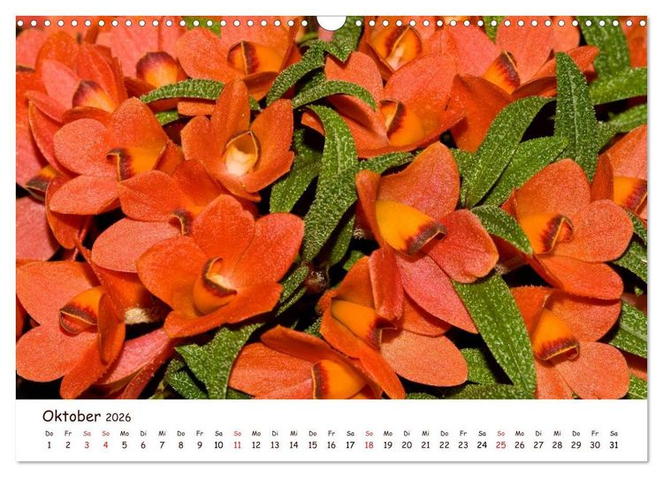 Produktbild: Orchideenzauber (Wandkalender 2026 DIN A3 quer), CALVENDO Monatskalender
