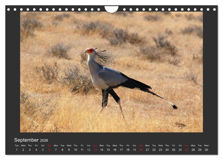 Produktbild: Namibia's Nature (Wall Calendar 2026 DIN A4 landscape), CALVENDO 12 Month Wall Calendar