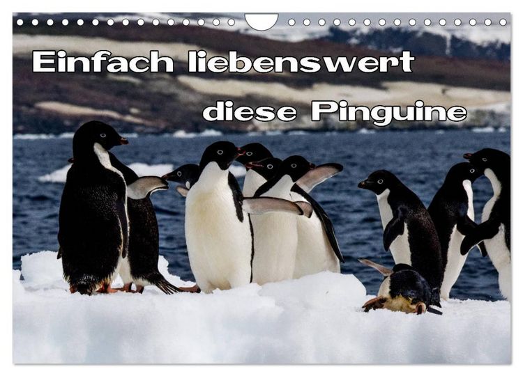 Produktbild: Einfach liebenswert diese Pinguine (Wandkalender 2026 DIN A4 quer), CALVENDO Monatskalender