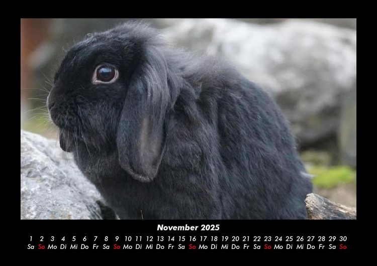 Produktbild: Haustierkalender 2025 Fotokalender DIN A3