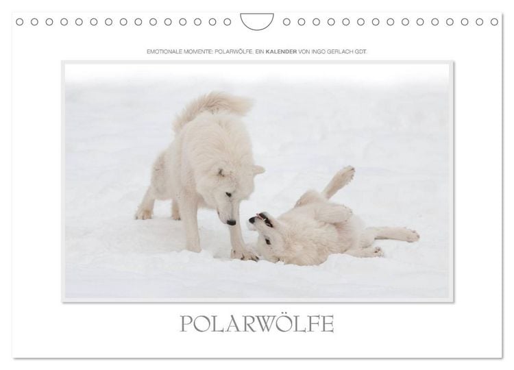 Produktbild: Emotionale Momente: Polarw&ouml;lfe. / CH-Version (Wandkalender 2026 DIN A4 quer), CALVENDO Monatskalender