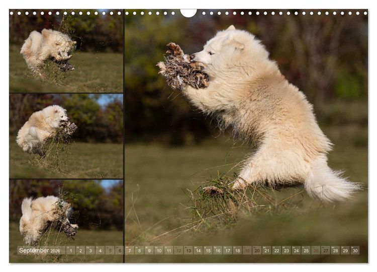 Produktbild: Mein fliegender Isl&auml;nder (Wandkalender 2026 DIN A3 quer), CALVENDO Monatskalender