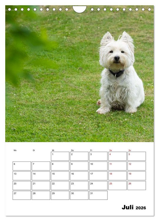 Produktbild: West Highland White Terrier - Herzensbrecher auf vier Pfoten (Wandkalender 2026 DIN A4 hoch), CALVENDO Monatskalender