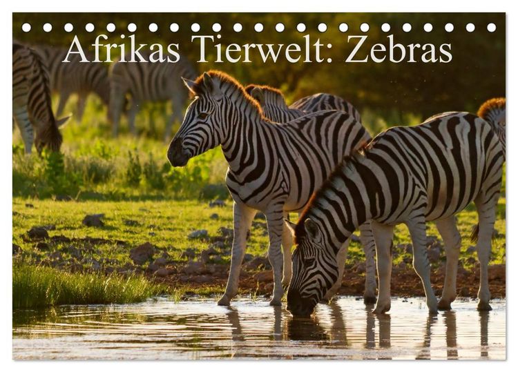 Produktbild: Afrikas Tierwelt: Zebras (Tischkalender 2026 DIN A5 quer), CALVENDO Monatskalender