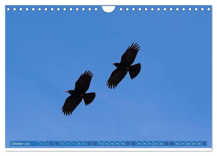 Produktbild: V&ouml;gel der Algarve (Wandkalender 2026 DIN A4 quer), CALVENDO Monatskalender