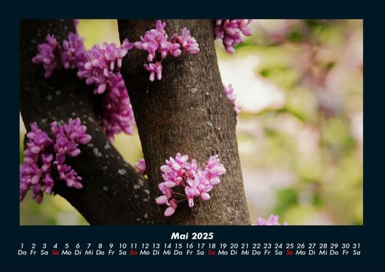 Produktbild: Blumentr&auml;ume 2025 Fotokalender DIN A4