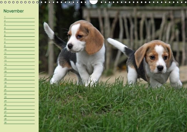 Produktbild: Puppies Birthday Calendar / UK-Version (Wall Calendar perpetual DIN A3 Landscape)