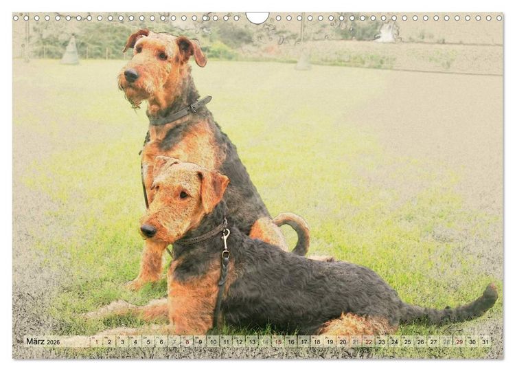 Produktbild: Airedale Terrier 2026 (Wandkalender 2026 DIN A3 quer), CALVENDO Monatskalender