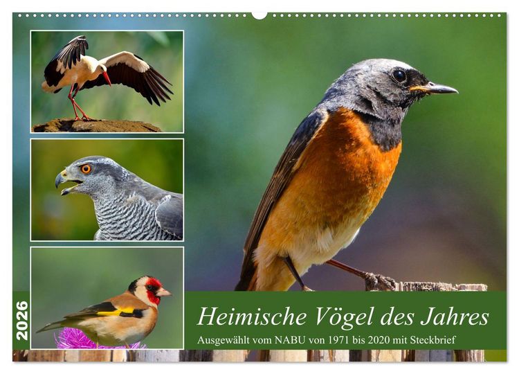 Produktbild: Heimische V&ouml;gel des Jahres (Wandkalender 2026 DIN A2 quer), CALVENDO Monatskalender