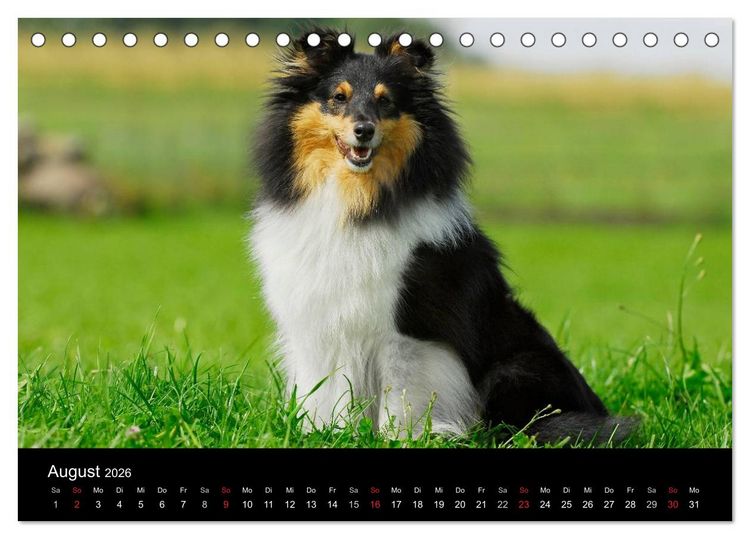 Produktbild: Sheltie 2026 (Tischkalender 2026 DIN A5 quer), CALVENDO Monatskalender