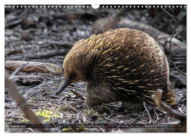 Produktbild: Australien tierisch gut 2026 (Wandkalender 2026 DIN A3 quer), CALVENDO Monatskalender