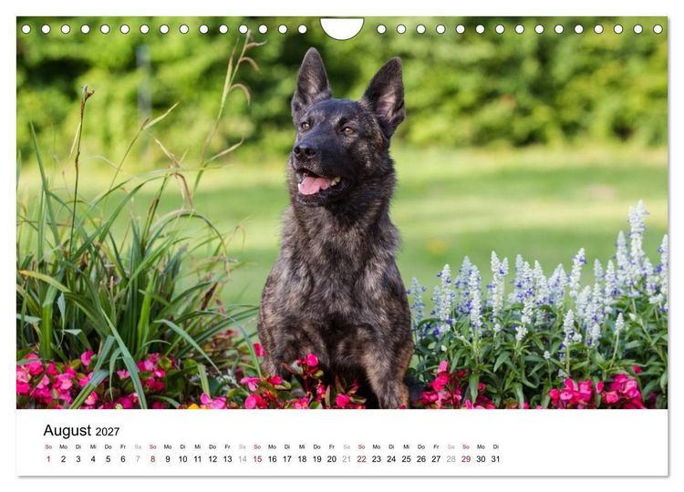 Produktbild: ausdrucksvolle Holl&auml;ndische Sch&auml;ferhunde (Wandkalender 2027 DIN A4 quer), CALVENDO Monatskalender