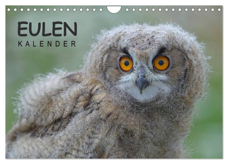 Produktbild: Eulen-Kalender (Wandkalender 2026 DIN A4 quer), CALVENDO Monatskalender