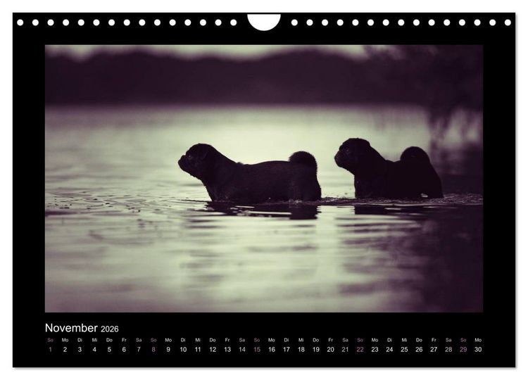 Produktbild: Der Feldfurchen-Mops (Wandkalender 2026 DIN A4 quer), CALVENDO Monatskalender