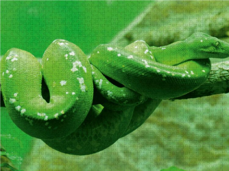 Produktbild: CALVENDO Puzzle Gr&uuml;ne Baumpython (Morelia viridis) 1000 Teile Lege-Gr&ouml;&szlig;e 64 x 48 cm Foto-Puzzle Bild von kattobello