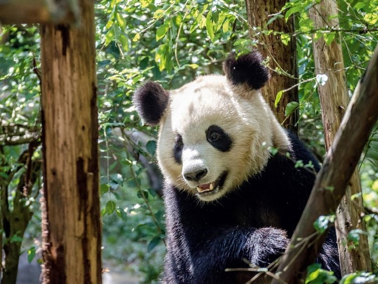 Produktbild: CALVENDO Puzzle Chengdu | 1000 Teile Lege-Gr&ouml;&szlig;e 64x48cm Foto-Puzzle f&uuml;r gl&uuml;ckliche Stunden