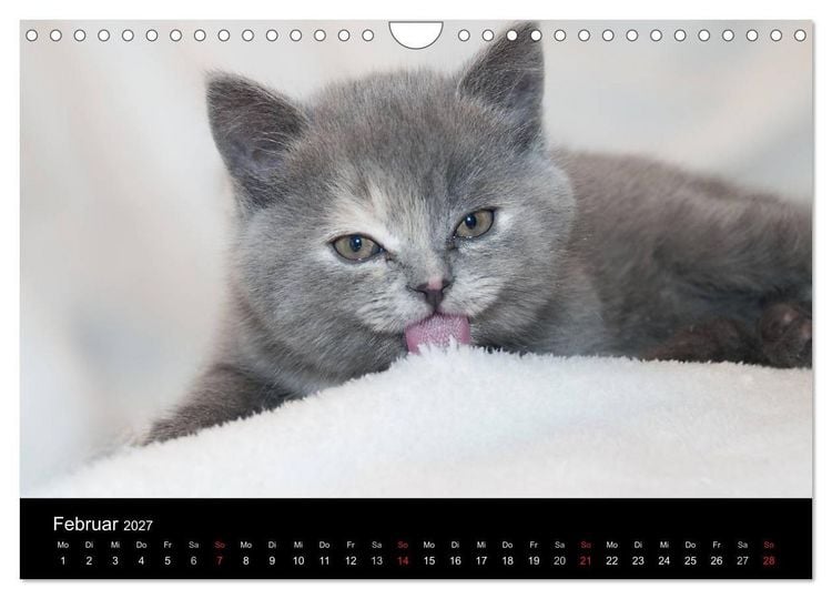 Produktbild: Haustiger - Ein Katzenkalender (Wandkalender 2027 DIN A4 quer), CALVENDO Monatskalender