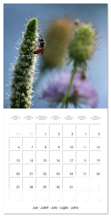 Produktbild: WILD GARDEN ANIMALS (Wall Calendar 2026 12 &times; 12 Inch) CALVENDO 12 Month Wall Calendar