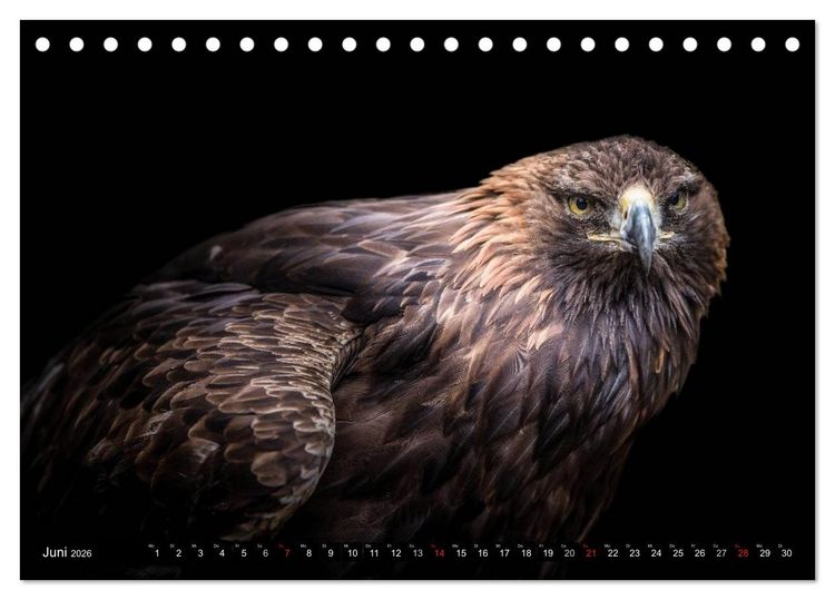 Produktbild: Greifv&ouml;gel und Eulen (Tischkalender 2026 DIN A5 quer), CALVENDO Monatskalender