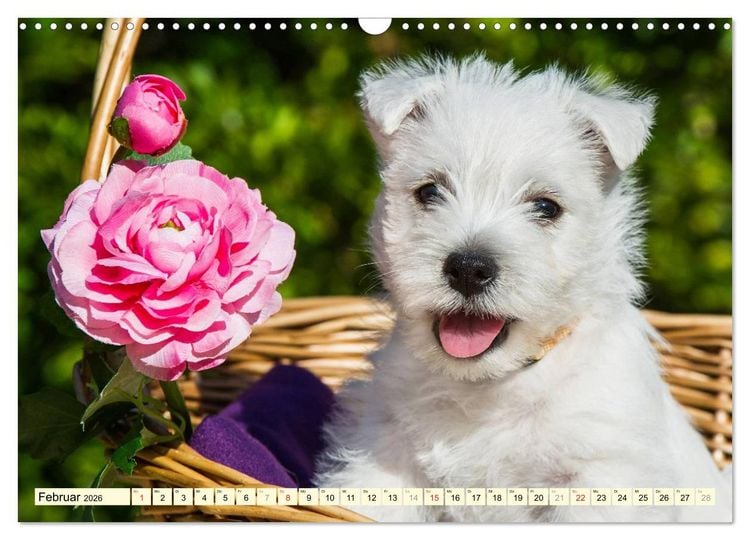 Produktbild: Kobold auf 4 Pfoten - West Highland White Terrier (Wandkalender 2026 DIN A3 quer), CALVENDO Monatskalender