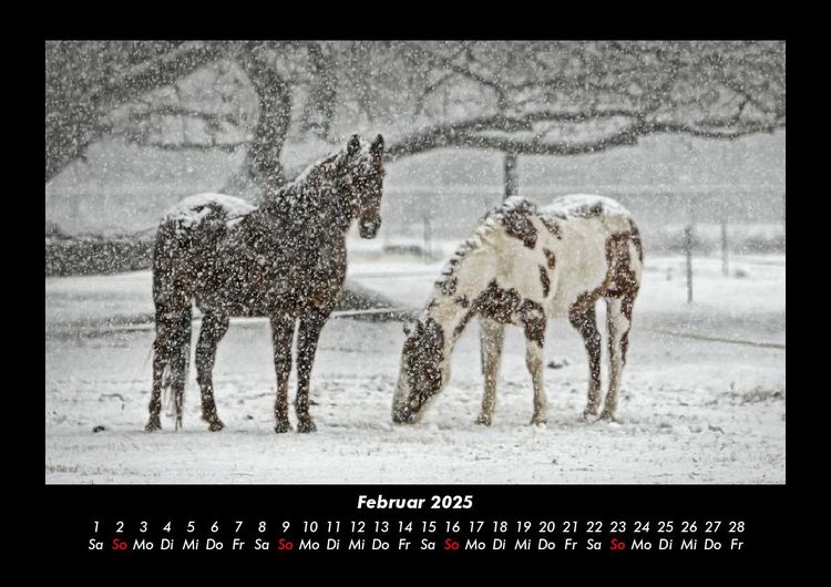 Produktbild: Die Welt der Pferde 2025 Fotokalender DIN A3