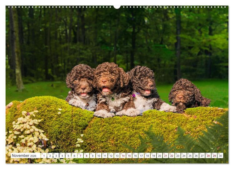 Produktbild: Lagotto Romagnolo Welpen - Sieben kleine Weltentdecker auf gro&szlig;er Fahrt (hochwertiger Premium Wandkalender 2026 DIN A2 quer), Kunstdruck in Hochglanz