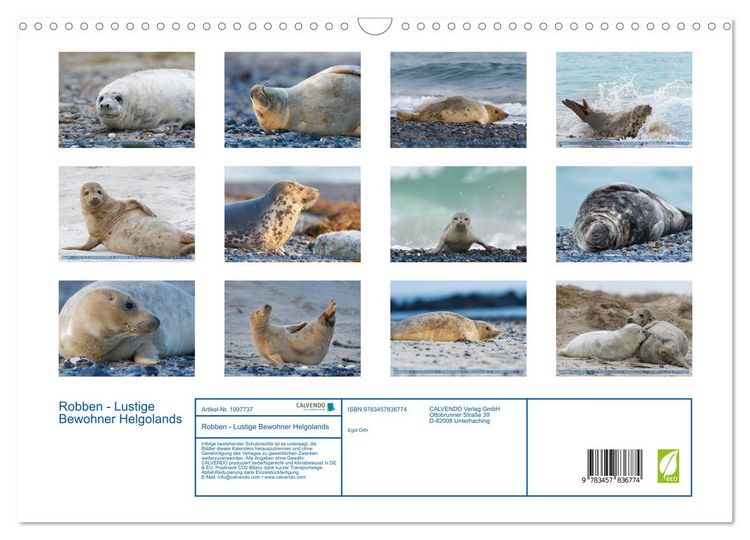 Produktbild: Robben - Lustige Bewohner Helgolands (Wandkalender 2026 DIN A3 quer), CALVENDO Monatskalender