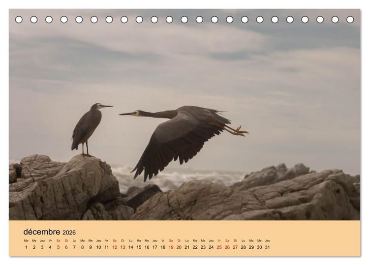 Produktbild: Oiseaux de Nouvelle-Z&eacute;lande (Calendrier de bureau 2026 DIN A5 vertical), CALVENDO calendrier mensuel