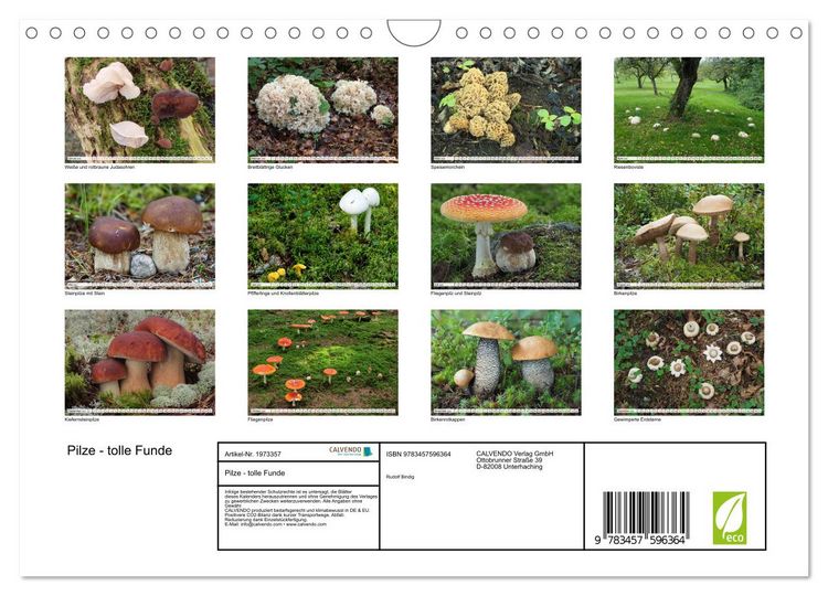 Produktbild: Pilze - tolle Funde (Wandkalender 2026 DIN A4 quer), CALVENDO Monatskalender