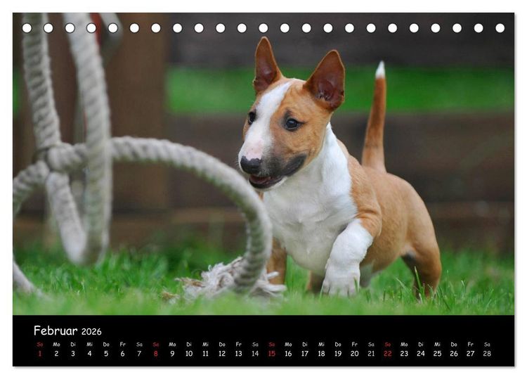 Produktbild: Bullterrier (Tischkalender 2026 DIN A5 quer), CALVENDO Monatskalender