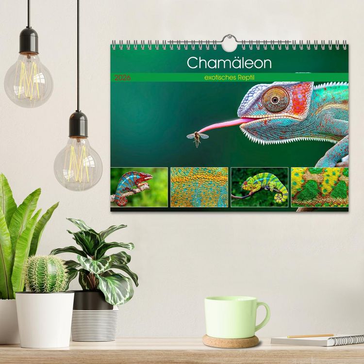 Produktbild: Cham&auml;leon - exotisches Reptil (Wandkalender 2026 DIN A4 quer), CALVENDO Monatskalender