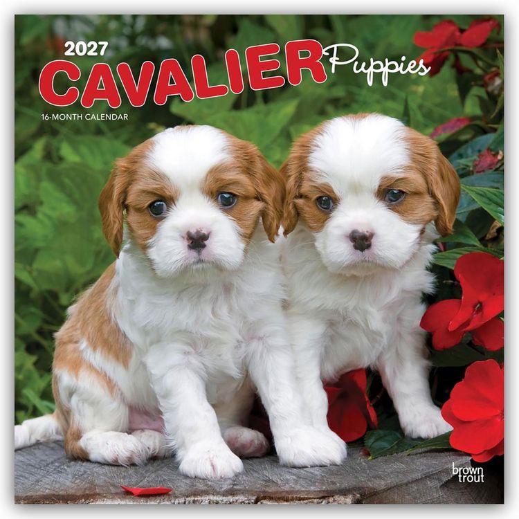Produktbild: Cavalier King Charles Spaniel Puppies &ndash; Cavalier King Charles Spaniel Welpen 2027 &ndash; 16-Monatskalender