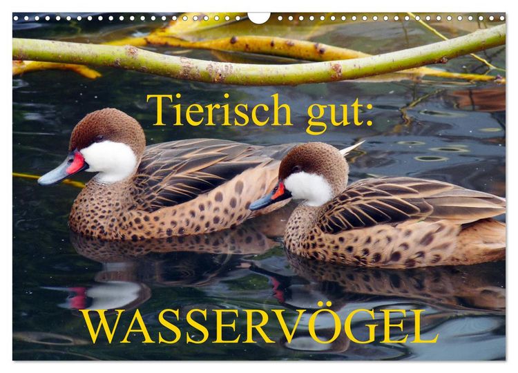 Produktbild: Tierisch gut: Wasserv&ouml;gel (Wandkalender 2026 DIN A3 quer), CALVENDO Monatskalender