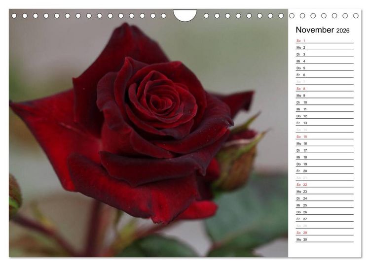 Produktbild: Zauberhafte Rosen (Wandkalender 2026 DIN A4 quer), CALVENDO Monatskalender