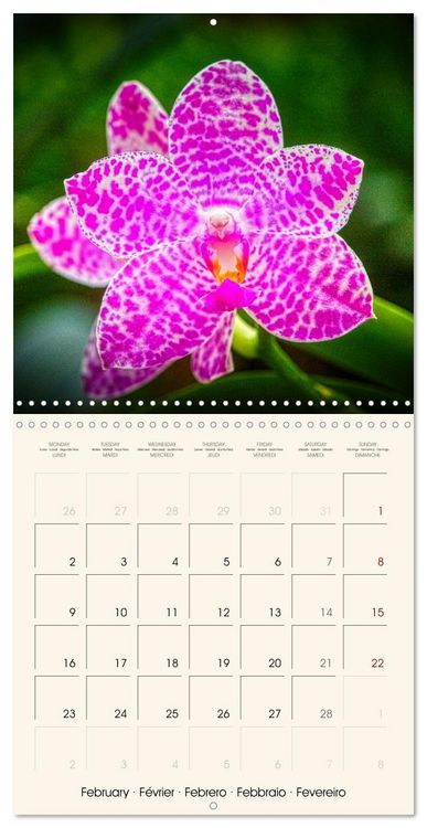 Produktbild: Phalaenopsis, la reine des Orchid&eacute;es (Calendrier mural carr&eacute; 2026 30x30 cm) Calendrier double avec une page pour vos prises de notes