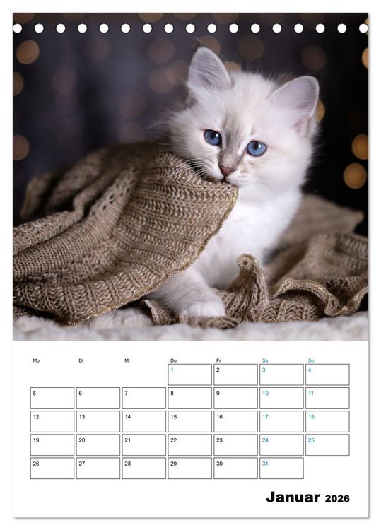 Produktbild: Heilige Birma Kitten - s&uuml;&szlig;e kleine Flauschb&auml;llchen (Tischkalender 2026 DIN A5 hoch), CALVENDO Monatskalender