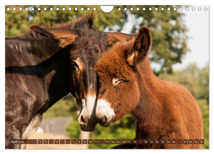Produktbild: Liebenswerte Langohren - Die Sch&ouml;nheit der Esel (Wandkalender 2026 DIN A4 quer), CALVENDO Monatskalender
