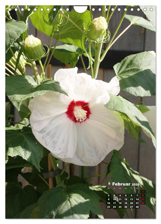 Produktbild: Malvenbl&uuml;te (Wandkalender 2026 DIN A4 hoch), CALVENDO Monatskalender