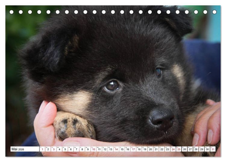 Produktbild: Eurasier, der Hund im Wolfspelz (Tischkalender 2026 DIN A5 quer), CALVENDO Monatskalender