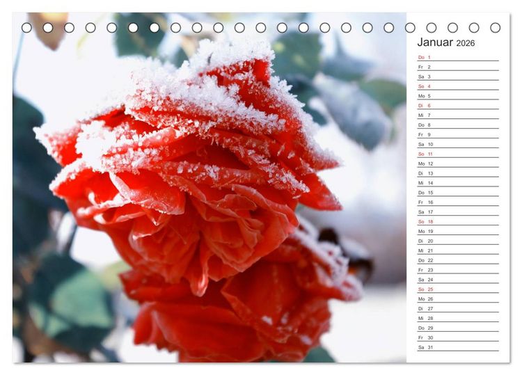 Produktbild: Blumenfreude Terminkalender (Tischkalender 2026 DIN A5 quer), CALVENDO Monatskalender