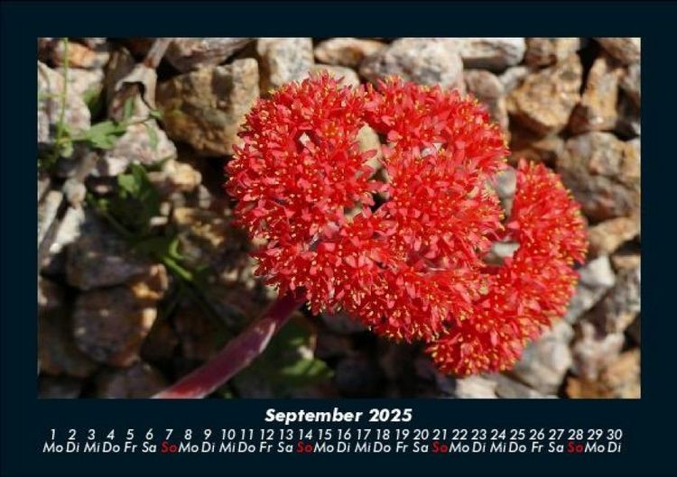 Produktbild: Blumenkalender 2025 Fotokalender DIN A5