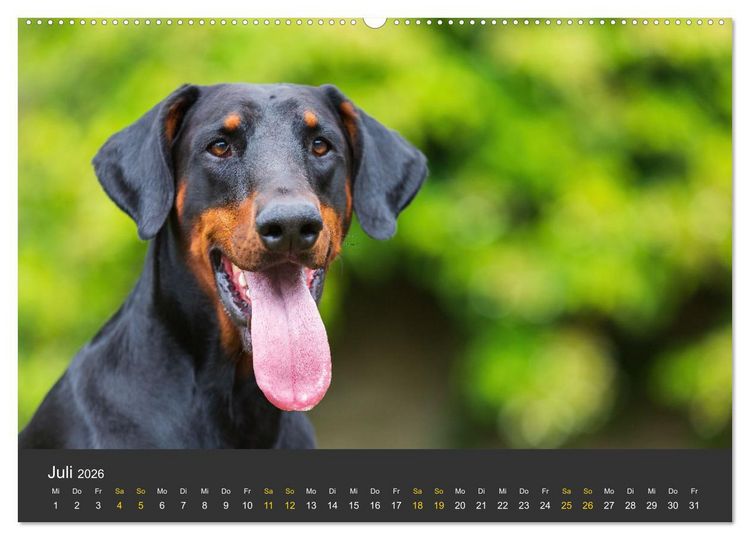 Produktbild: Dobermann 2026 (Wandkalender 2026 DIN A2 quer), CALVENDO Monatskalender